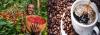 African Coffee Exports Surge to Record 1.18 Million Tons in 2024/25, Led by Ethiopia and Uganda