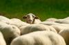 Young sheep farmers to meet with Joint Committee on Agriculture and Food