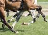 Emergency Protective Orders Issued for Horses in Oklahoma