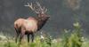 Alaska man pleads guilty to illegal elk hunt on Zarembo Island