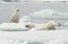 Science CBS News Researchers capture video of rare polar bear adoption