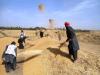 Afghanistan produce 447,000MT of rice this year
