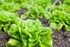 Why does lettuce go bad so quickly? Scientists have the answer