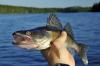 Scientists Warn Funding Cuts Could Stall Walleye Recovery
