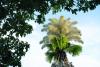 ‘In her prime’: Rare blooming of palm trees in Rio De Janeiro
