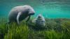 Smithsonian Researchers Believe that the Panama-Costa Rica Corridor Would Protect Endangered Manatees