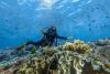 Indonesia unveils diving directory to boost sustainable marine tourism