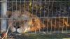 Lion and bear kept as pets in Albania find new homes in German wildlife sanctuaries