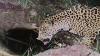 Researchers document Cinco, the 5th jaguar in Arizona