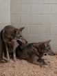Two critically endangered red wolves join Alabama Gulf Coast Zoo