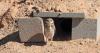 Got to How Burrowing Owls Found a Home on an Arizona Solar Farm article