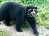 Colombia’s Tamá, the Rescued Andean Bear, Dies During Transfer Just Before Planned Release