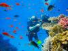 Dominican Republic turns to assisted fertilization to save disappearing coral reefs