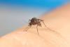 Science Behind Japanese Encephalitis Virus