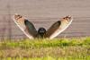 Hobbyist captures stunning photo of short-eared owl