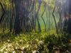 Belize’s Hidden Climate Treasure: Why Mangrove & Seagrass “Blue Carbon” Matters More Than Ever
