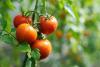 Agri-Photovoltaics for Tomato and Energy Production