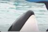 Kshamenk, last captive killer whale in Latin America, dies in Argentina