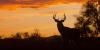 Missouri and Arkansas poaching cases highlight wildlife protection concerns