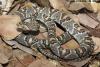 Costa Rica Snake Prevention Tips for Homes and Gardens