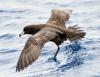 Seabirds reveal that forever chemicals have reached the most remote ecosystems