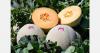 Sizing increasing on import melons