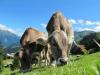Switzerland could feed its entire population without food imports
