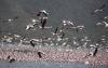 Kenya's lakes see steep fall in waterbirds