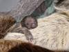 First sloth baby born at Rīga Zoo