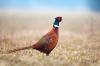 Pheasant study from Minnesota looks at prevalence of neonicotinoids
