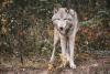 Why Other States Are Looking To Montana On Wolf Management