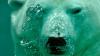 Sierra Club Notice of Intent to Sue Flags Agency Failures to Protect Arctic Polar Bears from Oil & Gas Activities