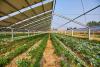 Scientists make stunning discovery about crops grown alongside solar panels: 'Could increase consumer demand'
