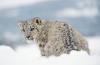 Snow Leopard Attacks on Livestock Increase in Afghanistan’s Badakhshan