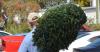 Summerville announces Christmas Tree recycling program at Gahagan Park