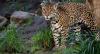 Aging Mother-and-Son Jaguars Arrive at Special ‘Retirement’ Home for Big Cats to Live Out Their Years