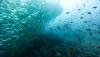 Science The Cool Down Scientists make surprising discovery while using underwater sensors in ocean: 'Understanding animals' interaction'
