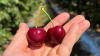 Chilean Cherry Export Forecast Revised Down, 12% YoY Decline Projected
