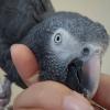 A tale of two parrots: Mpumalanga court resolves African Grey ownership dispute