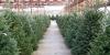 Pee Dee farmers market to hold Christmas tree recycling event