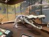 Science WSB Cox GA paleontologist, professor helps build first accurate skeleton replica of ‘dinosaur-killing’ croc