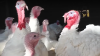 Arkansas poultry farm under quarantine after bird flu case