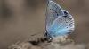 Science Popular Science 9 new butterflies discovered in old museum archives