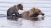 Mama Bear Gives Cub A Lift Across River With Big Salmon Clamped Within Her Teeth In Alaska