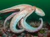 UK seas in 2025: ‘Incredible’ octopuses, pollution and some puffin good news