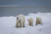 Scientists witness ultra rare polar bear cub adoption in Manitoba
