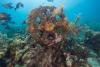 Artificial Reefs: How Scientists and Green Groups Are Rebuilding Ocean Ecosystems