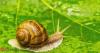 Food Fables : Can tax evasion promote snail consumption in India?