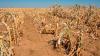 How Poor Weather Forecasting Threatens Food Security in Africa