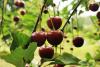 Climate change forces Chile's cherry industry to rethink how it grows its star crop